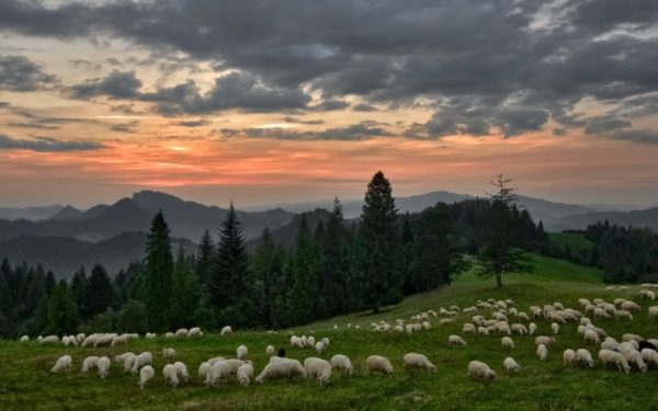 România interzice importul de oi și capre din Bulgaria