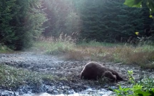 VIDEO | Imagini inedite cu un urs, filmate în Parcul Natural Putna