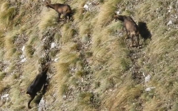 VIDEO INEDIT |  Mai multe capre negre au fost filmate în Bucegi