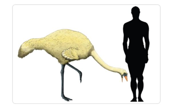 Știință | Cercetătorii de la UBB au arătat că Gargantuavis era un dinozaur carnivor