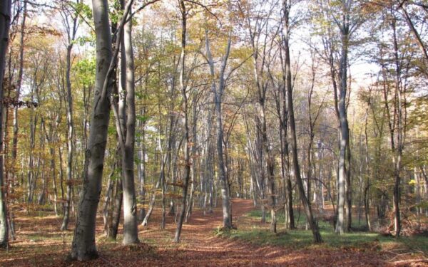 Proiectul primei păduri-parc din Cluj-Napoca prinde contur. Boc: „Niciun copac nu va fi tăiat. Aducem valoare adăugată prin păstrarea biodiversității”