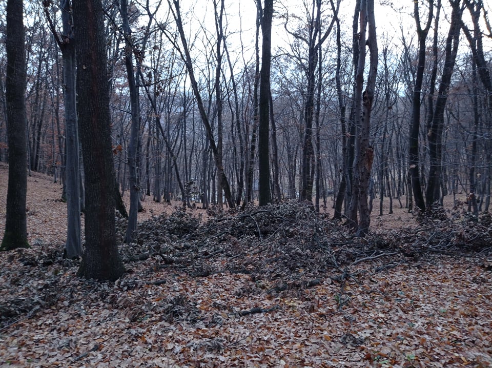 Resturile de copaci, crengi sau cioturi, au devenit deja obișnuință pentru iubitorii de natură din Florești.