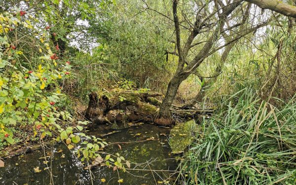 Parcul Est. „Orașul trebuie să aibă parcuri în care să te plimbi 2 ore. Orașul trebuie reconectat cu natura.”
