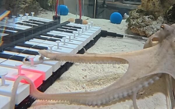 O caracatiţă care cântă la pian